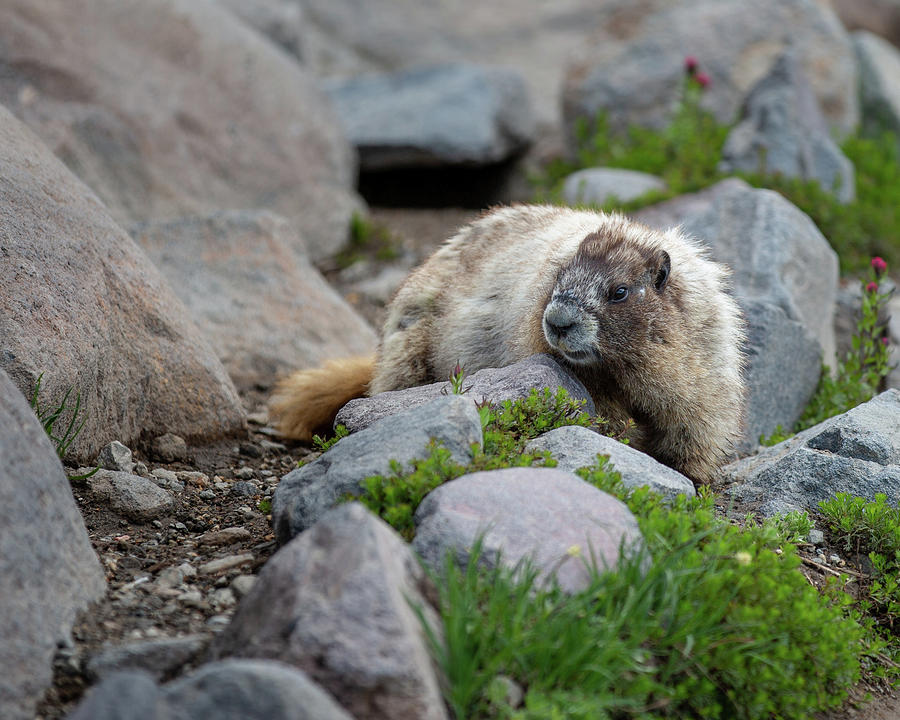 Marmot at Paradise Mount Rainier Park - 3 Photograph by Alex Mironyuk