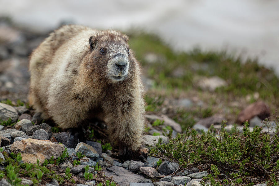 Marmot at Paradise Mount Rainier Park - 4 Photograph by Alex Mironyuk