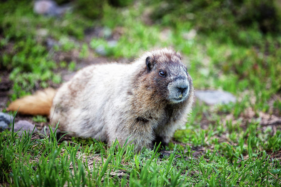 Marmot at Paradise Mount Rainier Park - 5 Photograph by Alex Mironyuk