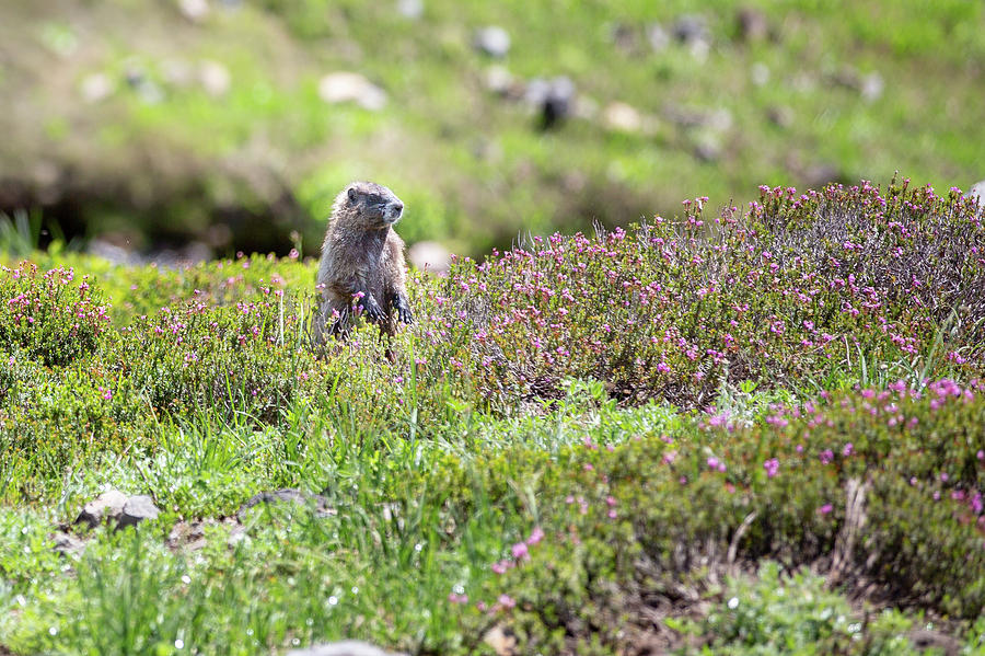 Marmot at Paradise Mount Rainier Park Photograph by Alex Mironyuk