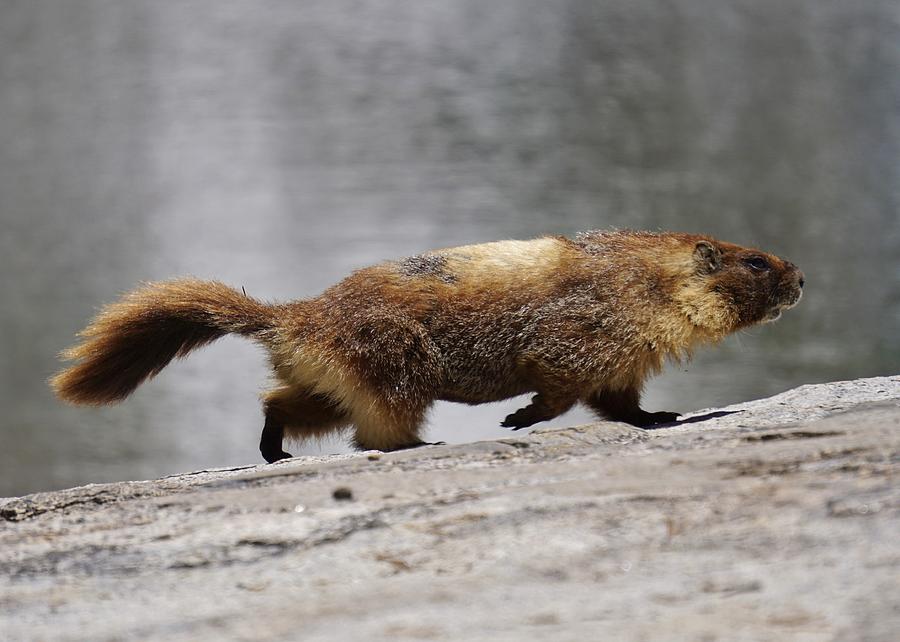 Mischievous Marmot Photograph by Brett Harvey