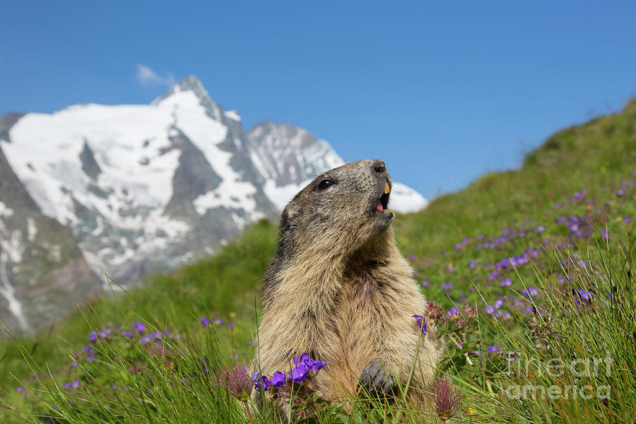 Marmot Calling Photograph by Arterra Picture Library