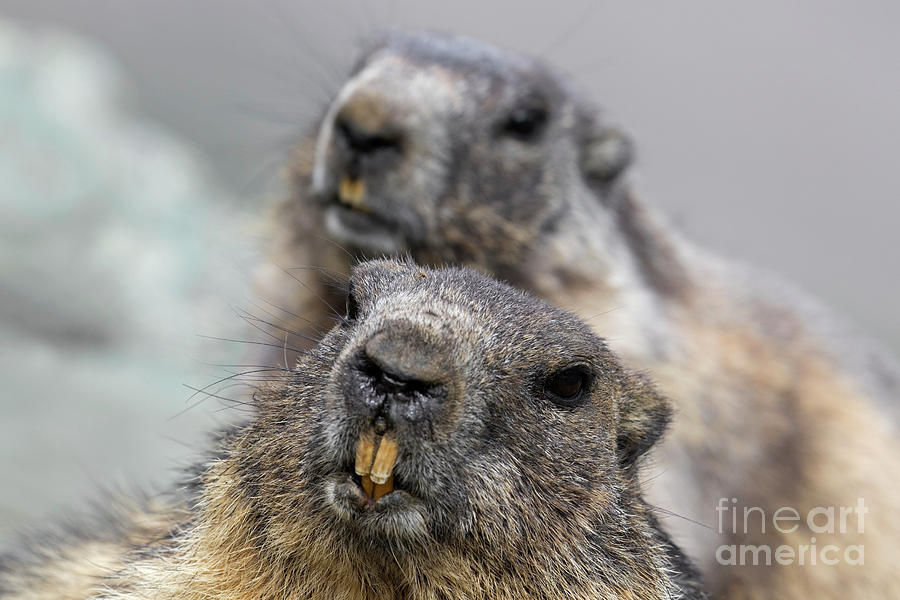 Marmot Couple Photograph by Arterra Picture Library