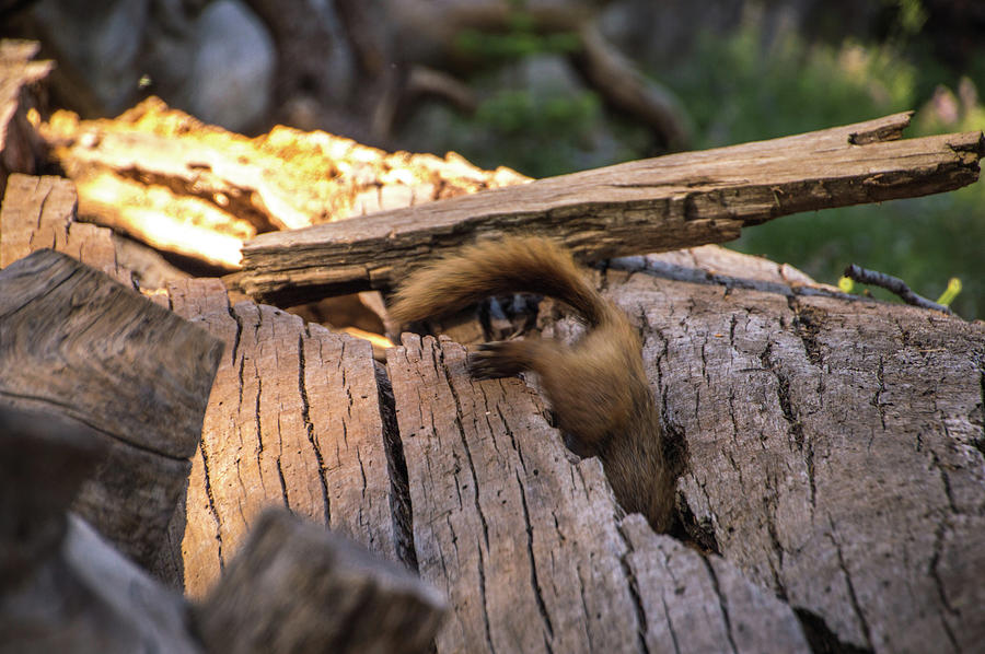 Marmot Photograph - Marmot Escape by Carly Creley Marmot Photograph - Marmot Escape by Carly Creley