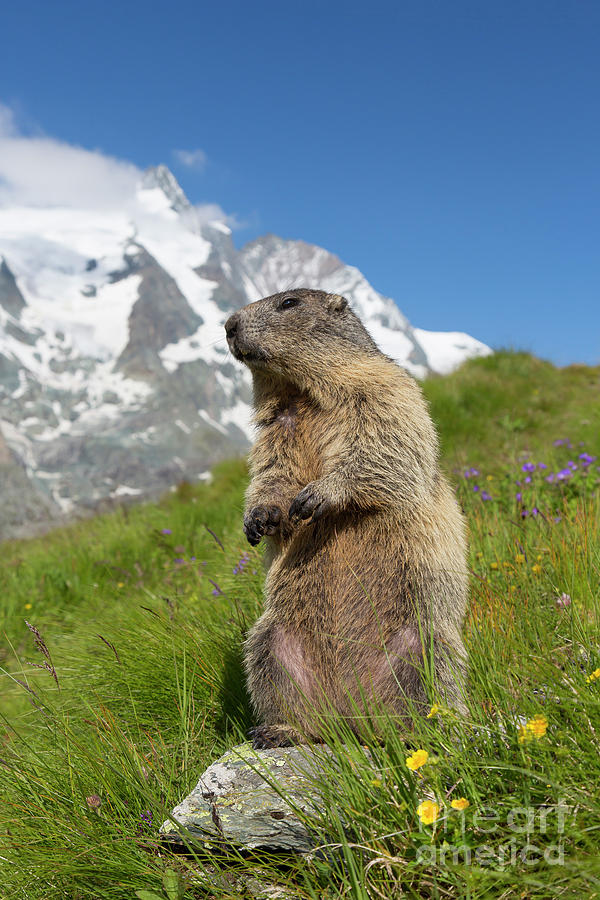 Marmot in the Alps Photograph by Arterra Picture Library