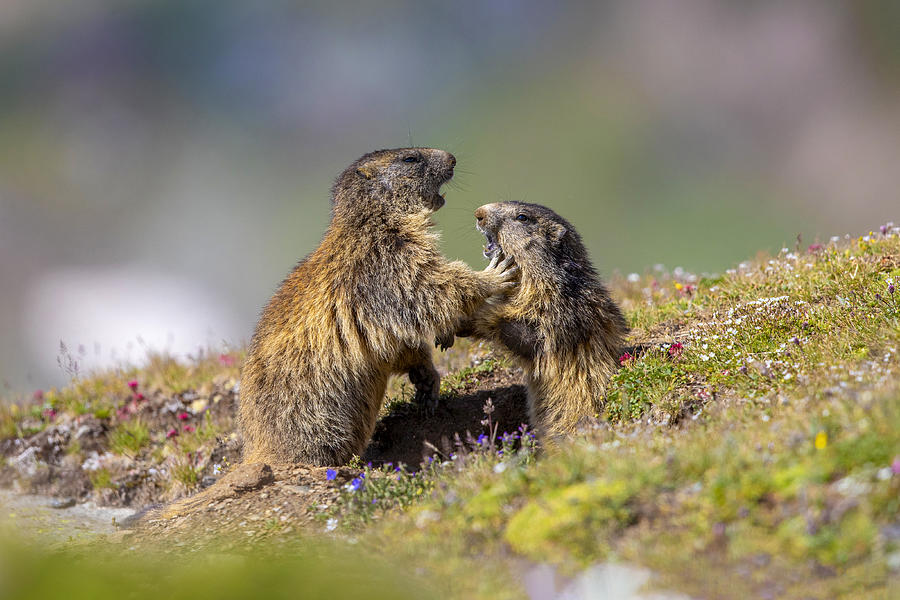 Marmot In The Rainbow Photograph by Marco Redaelli | Pixels