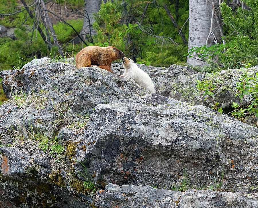 Marmot Kiss Photograph by Stephanie Sawyer