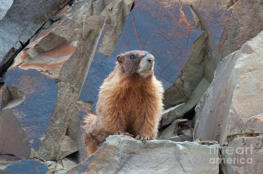 Marmot Lookout Photograph by Julia McHugh