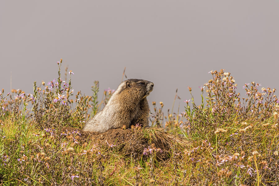 Marmot On A Foggy Day Photograph