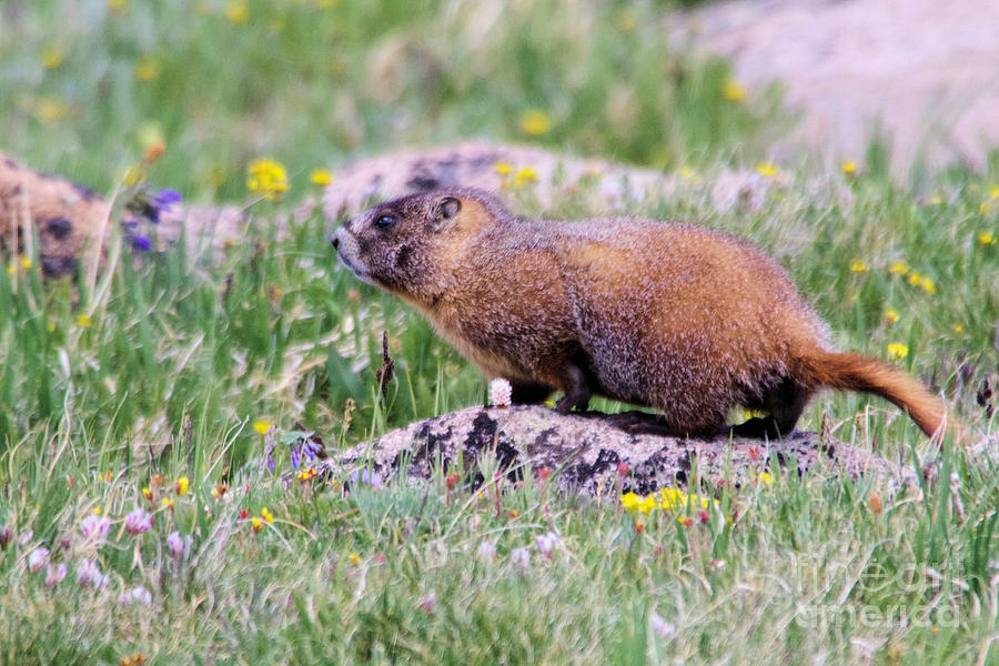 Marmot On A Rock Photograph