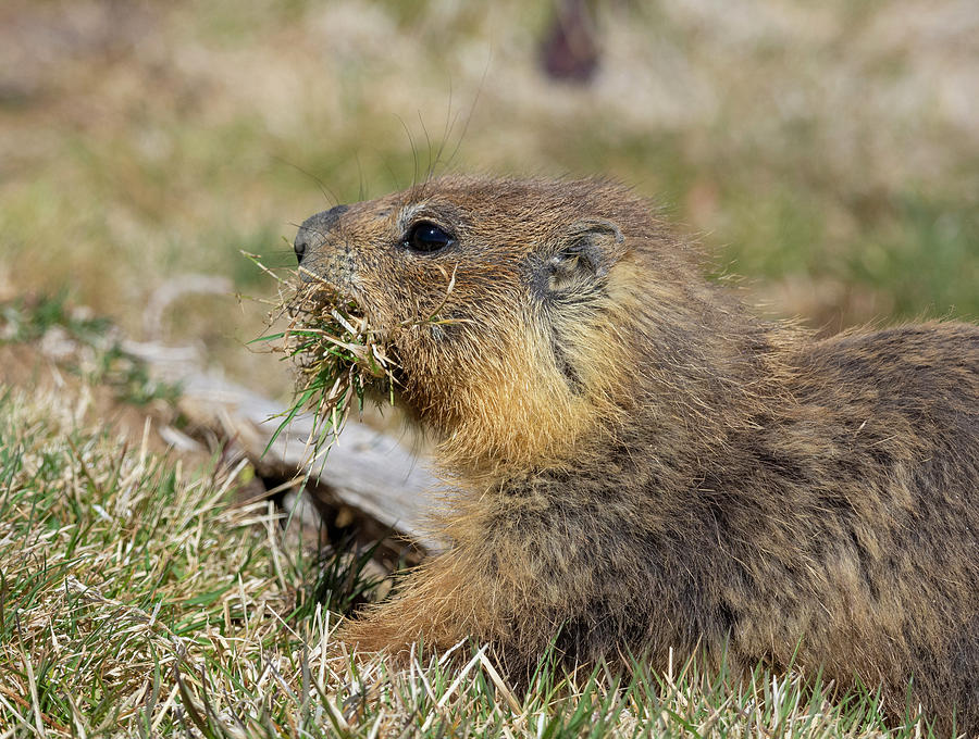 Marmot Photograph by Rick Mosher