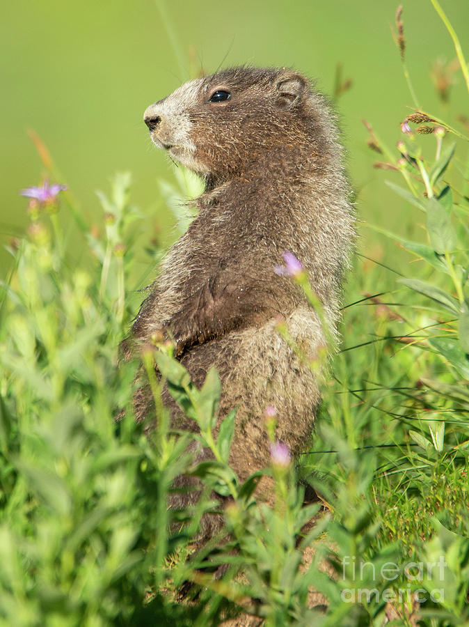Marmot Youngster Photograph