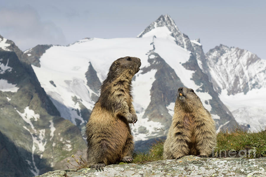 Marmots in the Alps Photograph by Arterra Picture Library