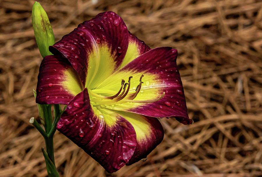 Maroon and Yellow Daylily Digital Art by Ed Stines
