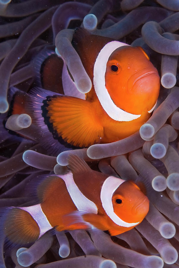 Maroon Clown Fish Premnas Biaculeatus Photograph by Oxford Scientific