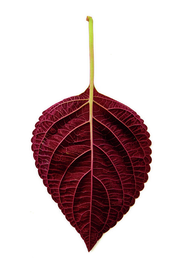 Maroon Coleus Leaf Isolated On White Photograph by Craig P. Jewell
