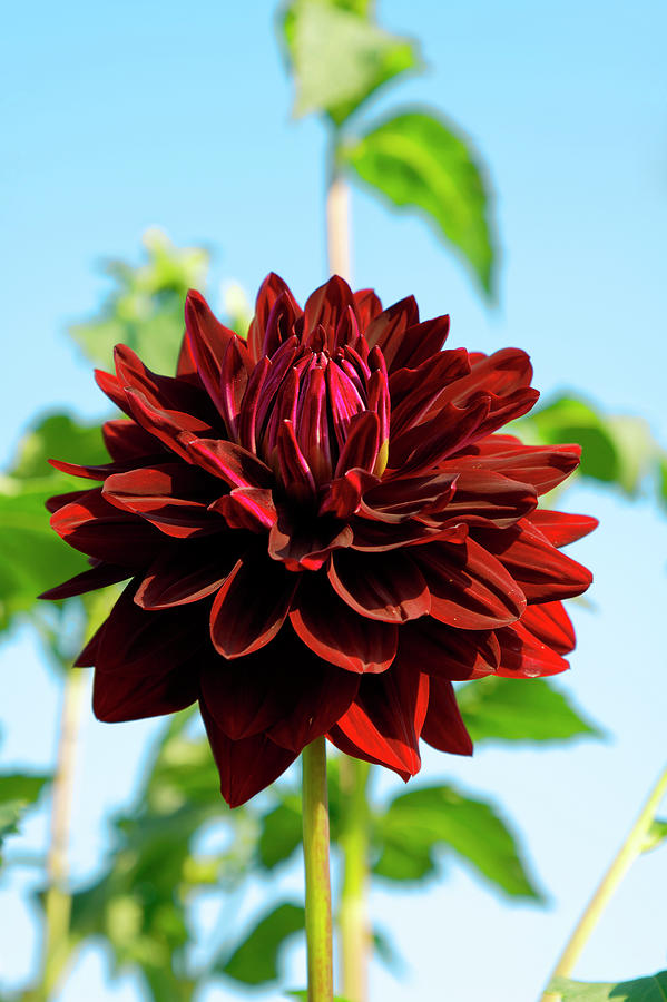Maroon Dahlia Photograph by Sally Weigand