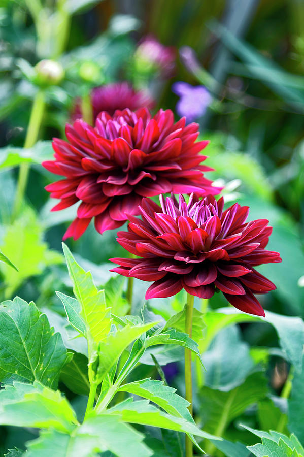 Maroon Dahlias Photograph by Sally Weigand
