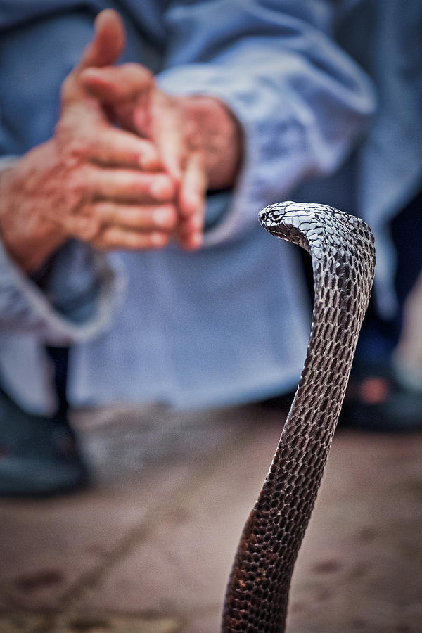 Marrakech Snake Charming - Morocco Photograph by Stuart Litoff
