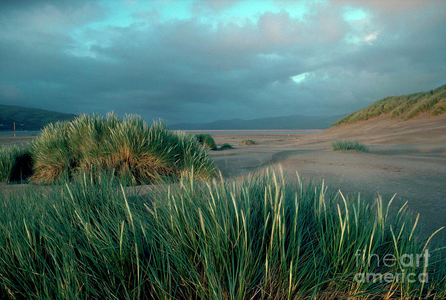 Marram Grass Photograph by Janet Baxter/science Photo Library