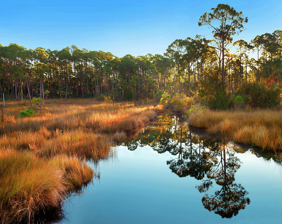 Marsh And Trees At Sunrise, Saint Joseph Peninsula, Florida Photograph by Tim Fitzharris