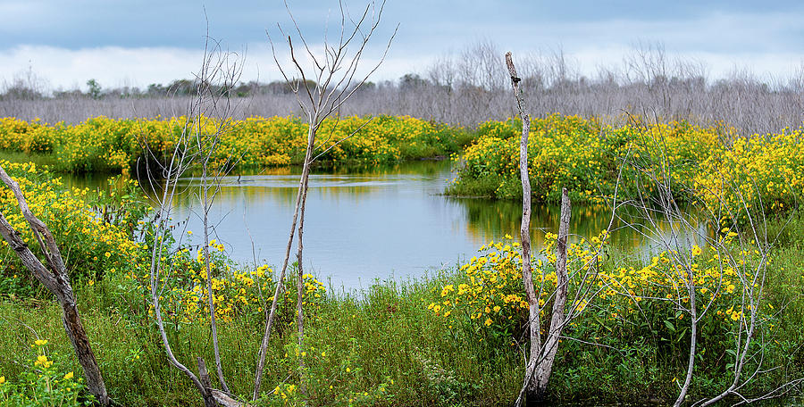 Marsh Blossoms Photograph by Gene Bollig