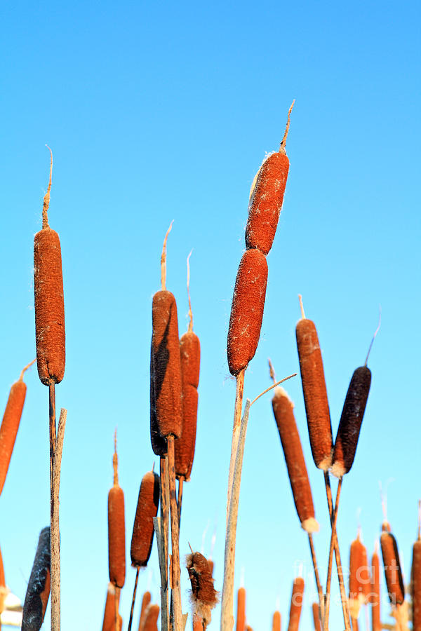 Cattail Photograph - Marsh Bulrush On Celestial Background by Basel101658 Cattail Photograph - Marsh Bulrush On Celestial Background by Basel101658