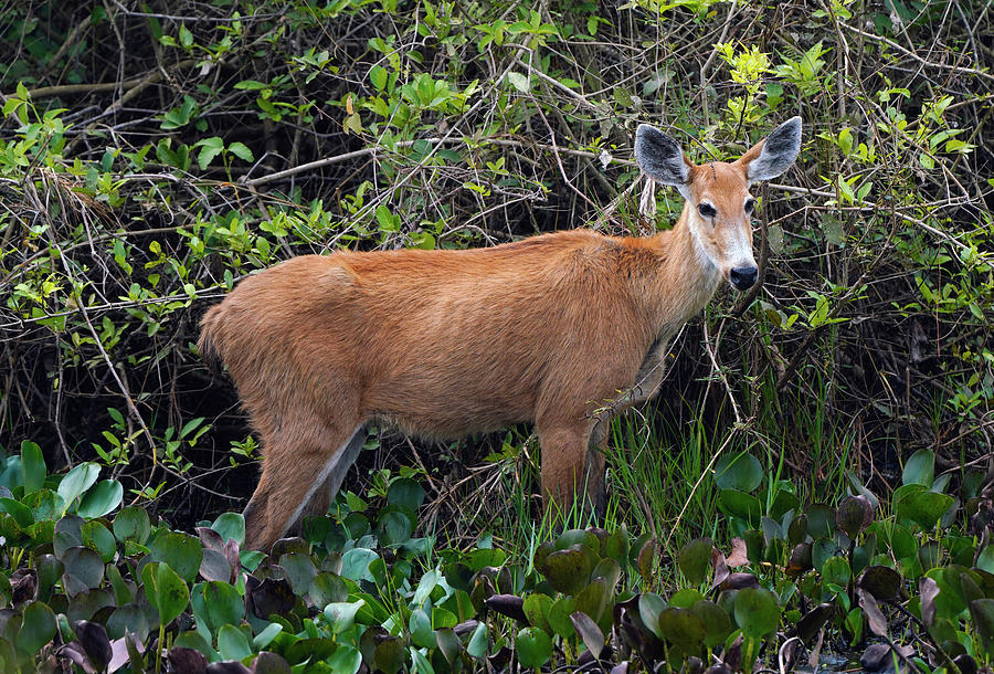 Marsh Deer Doe Pantanal Photograph by Hiroya Minakuchi