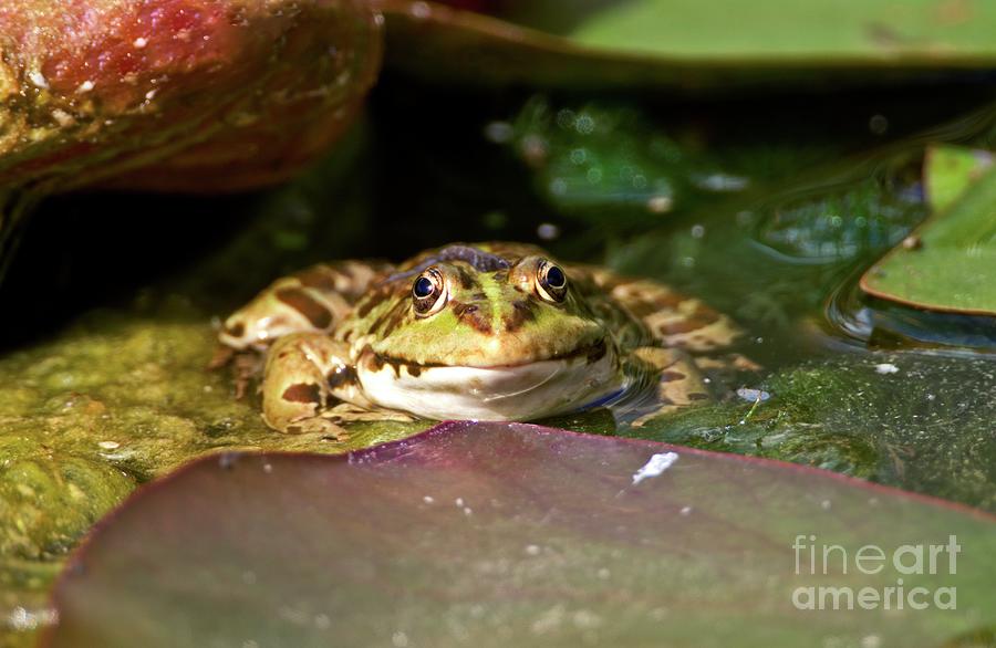 Marsh Frog Amongst Water Lilies Photograph by John Devries/science Photo Library