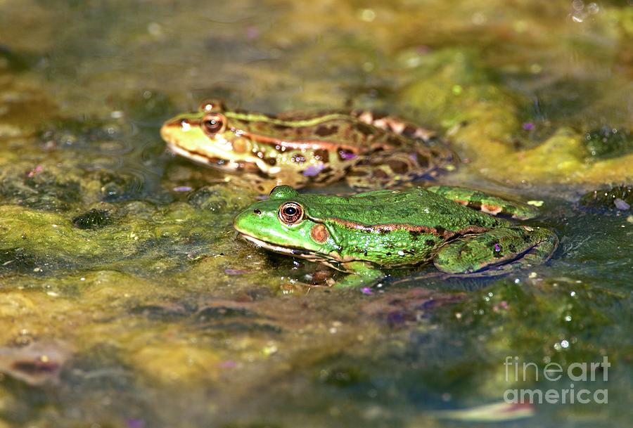 Marsh Frogs In A Pond Photograph by John Devries/science Photo Library