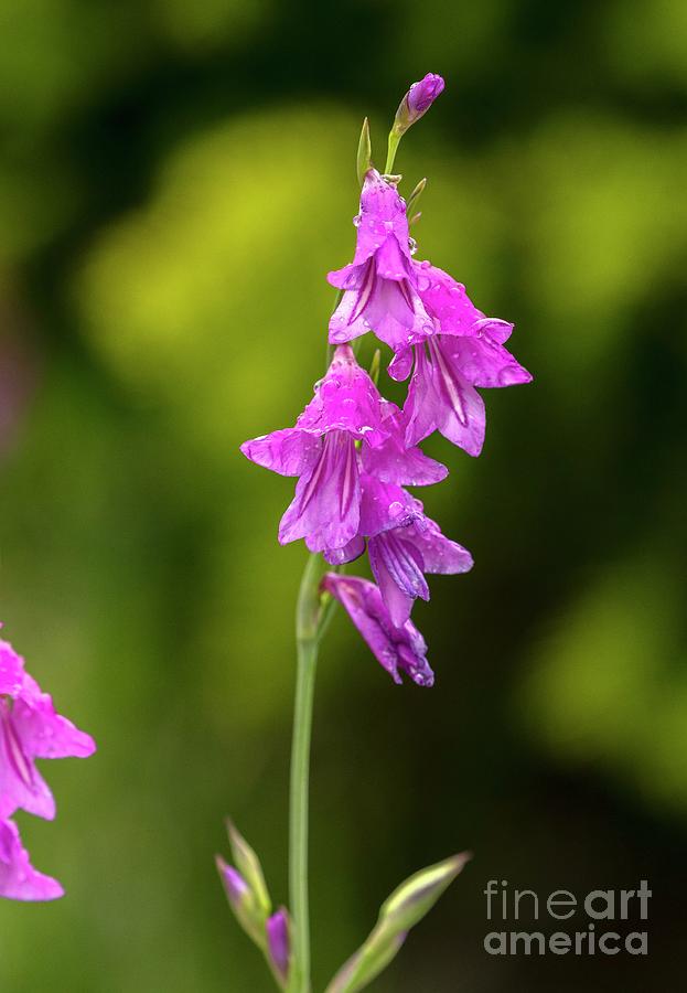 Marsh Gladiolus (gladiolus Palustris) Photograph by Science Photo Library Marsh Gladiolus (gladiolus Palustris) Photograph by Science Photo Library