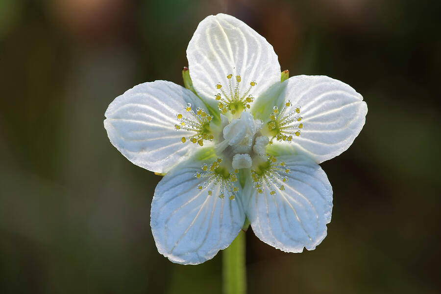 Marsh Grass Of Parnassus Flower, Lauwersmeer, The Photograph by Bernard ...