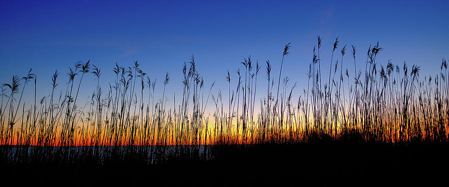 Marsh Grass Silhouette  Photograph by Jeff Sinon