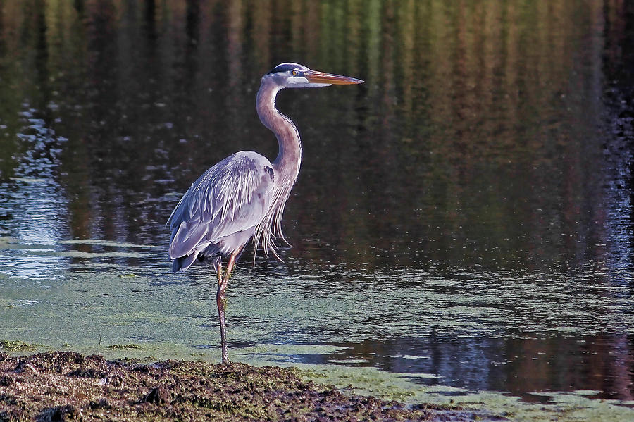 Great hotsell Blue Heron in the Marsh