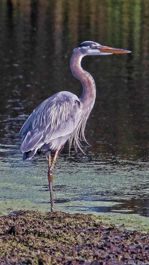Marsh Heron Vertical Photograph by HH Photography of Florida