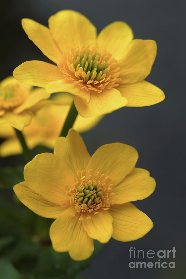 Marsh Marigolds (caltha Palustris) Photograph by Dr Keith Wheeler/science Photo Library