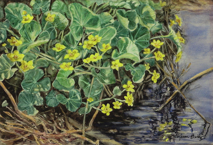 Flower Painting - Marsh Marigolds by Jan Benz
