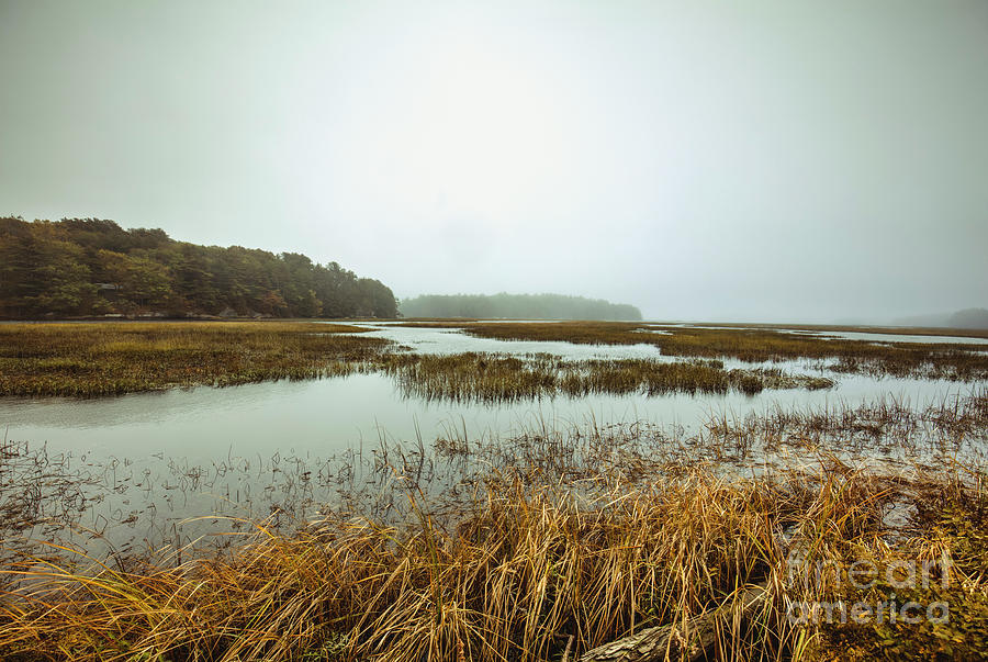 Marsh Of Maine Coast Photograph by Felix Lai