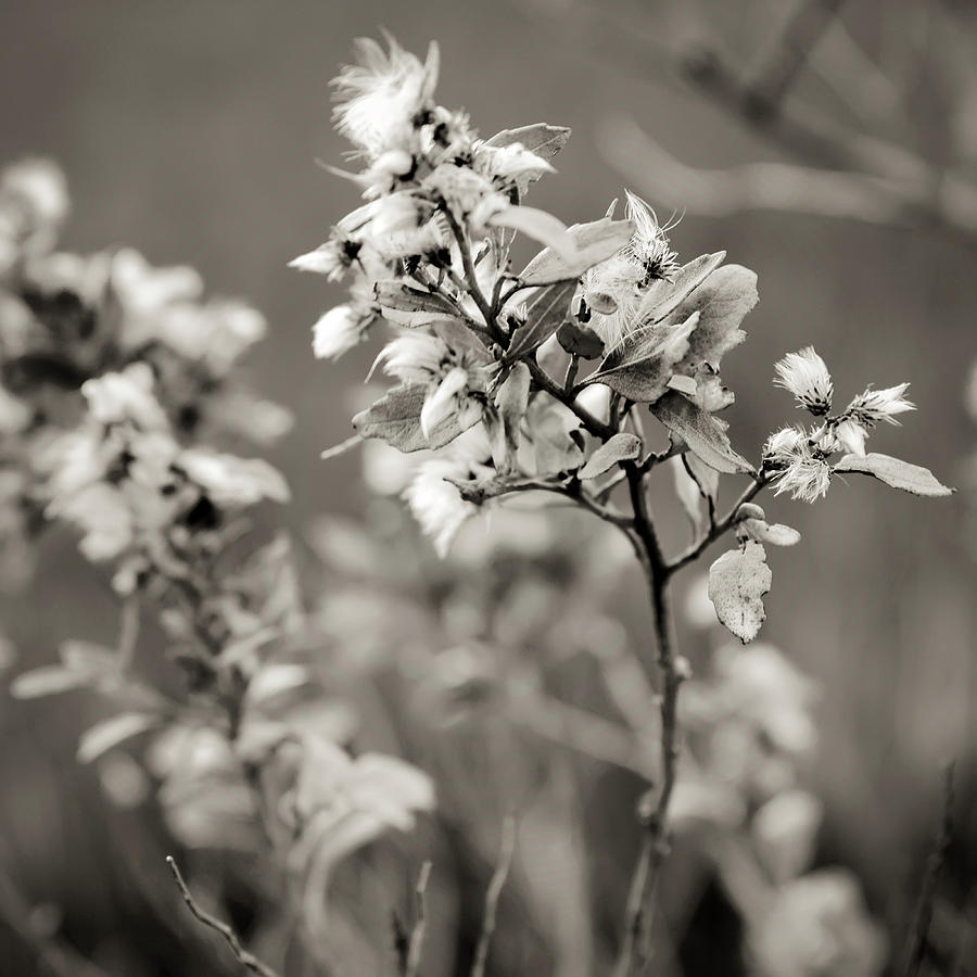 Marsh Plant In Autumn Bloom Photograph by Joseph Shields
