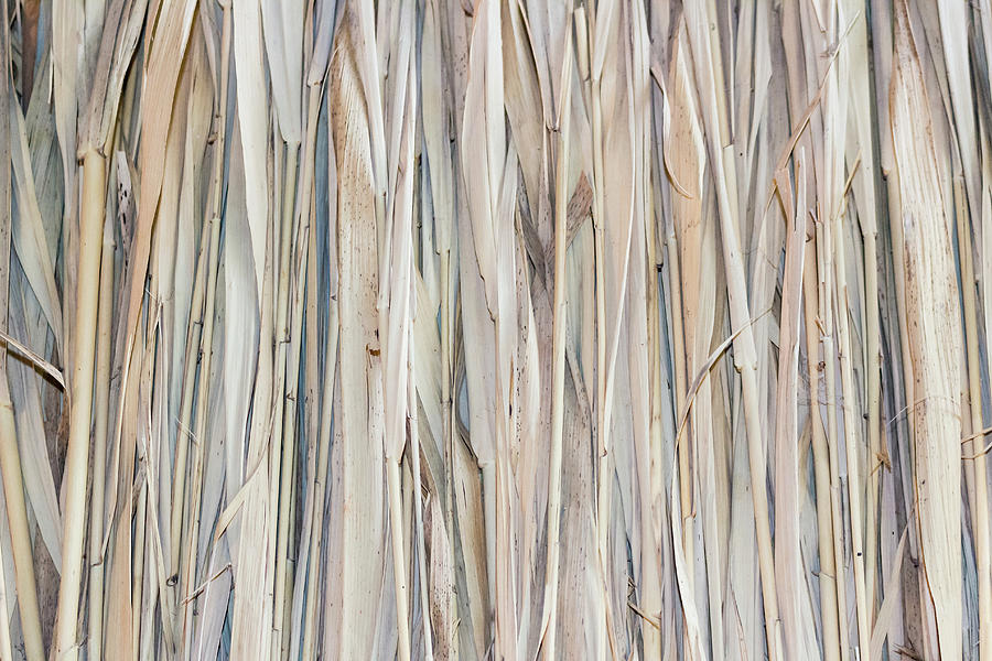 Marsh Plants Huts  Photograph by Vivida Photo PC
