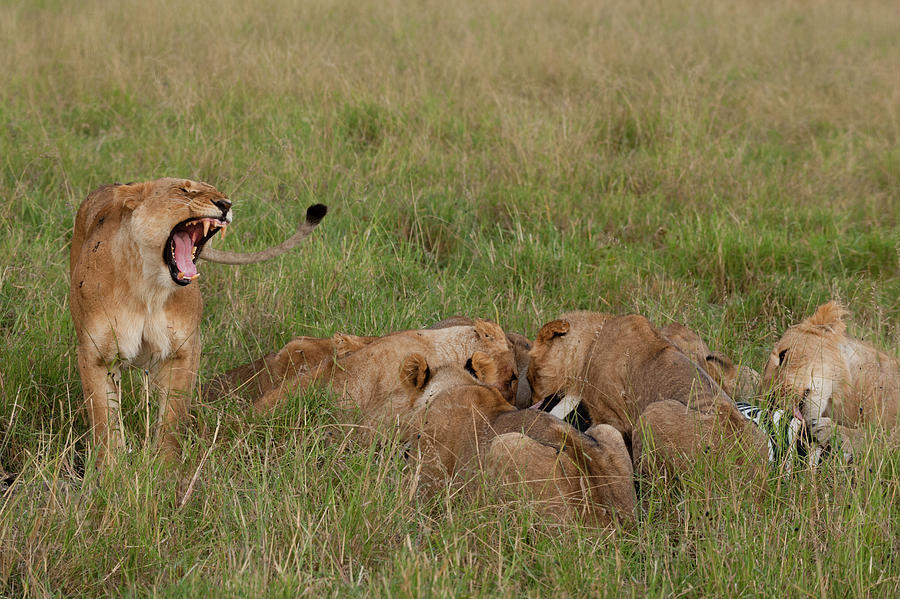 Wildlife Digital Art - Marsh Pride Lions (panthera Leo) Feeding On Zebra, Masai Mara, Kenya, Africa by Delta Images