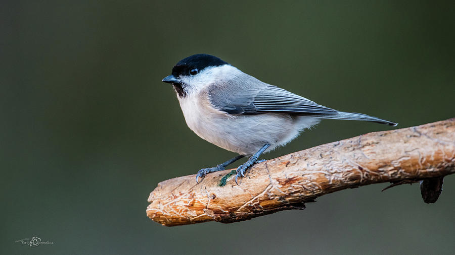 Marsh Tit on the Old Pine Branch Photograph by Torbjorn Swenelius