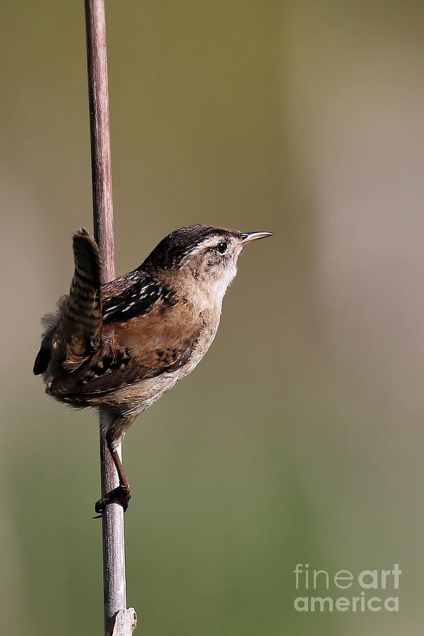 Marsh Wren April 4 by Sue Harper Marsh Wren April 4 by Sue Harper