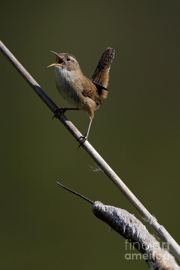 Marsh Wren April 5 by Sue Harper Marsh Wren April 5 by Sue Harper
