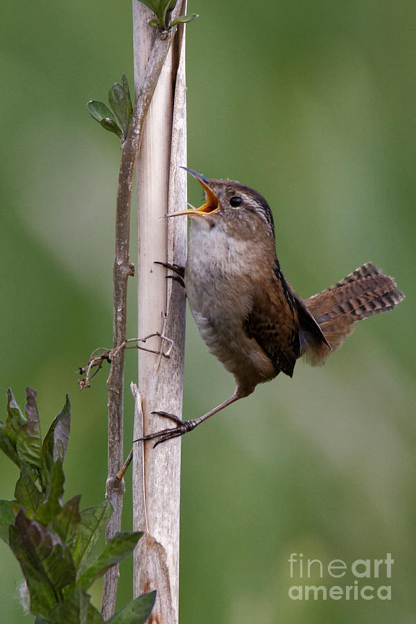 Marsh Wren in the Green by Sue Harper Marsh Wren in the Green by Sue Harper