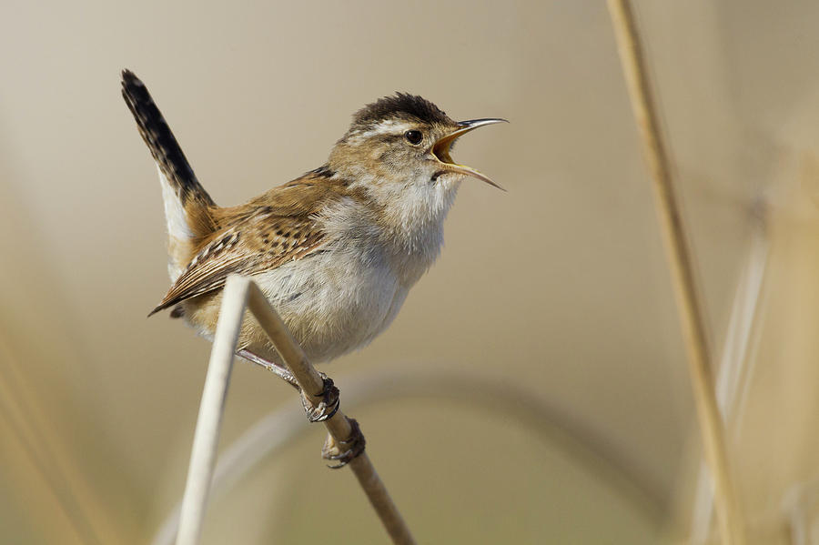 Wren in Full Song - Fine Art buy Wildlife Photograph