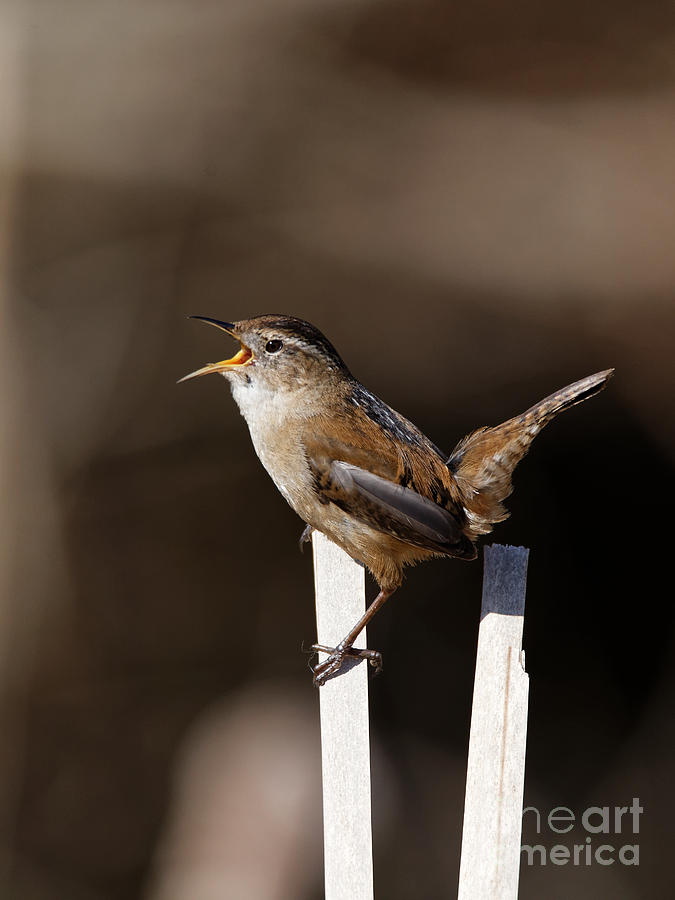 Marsh Wren the Singer by Sue Harper Marsh Wren the Singer by Sue Harper