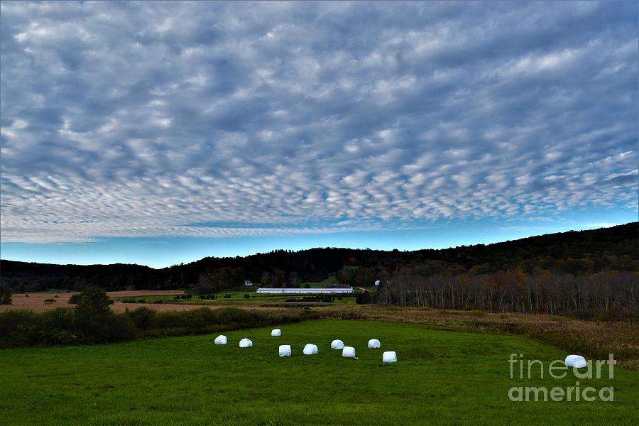 Marshmallow Field Photograph by Dani McEvoy