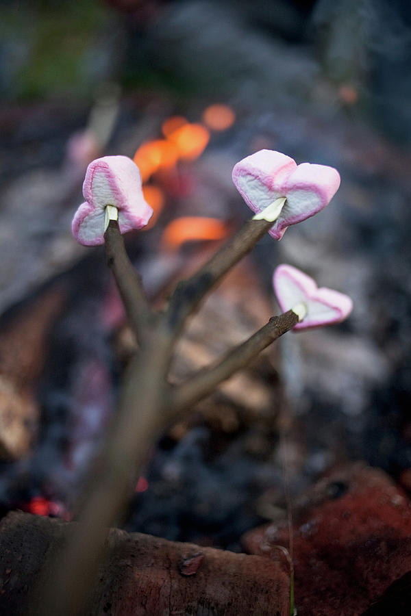 Valentines Day Digital Art - Marshmallows Roasting Over Campfire by Christoffer Askman