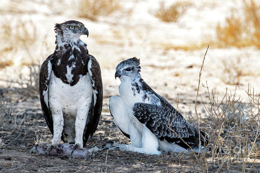 Martial Eagle Adult With Chick by Science Photo Library